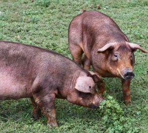 cerdos de raza Duroc